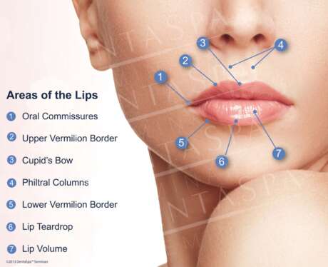 Lip Anatomy B