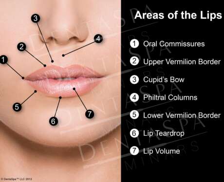 Lip Anatomy A Poster